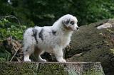 BERGER AUSTRALIEN PUPPIES 841